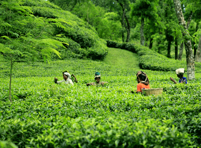 Tea Gardens